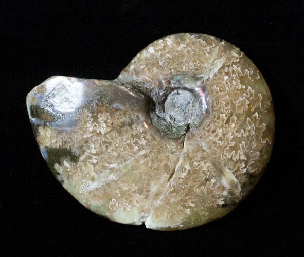 Repaired / Inch Cleoniceras Ammonite #3479